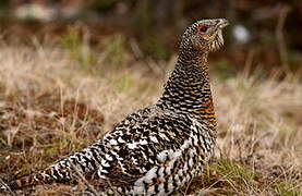 Western Capercaillie