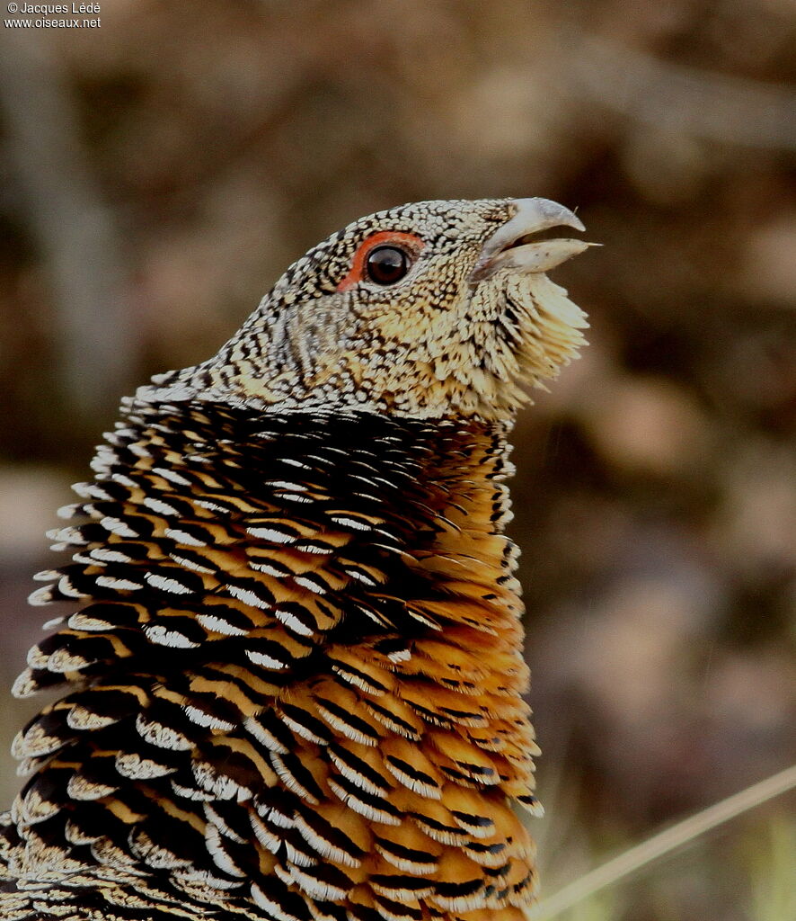 Western Capercaillie