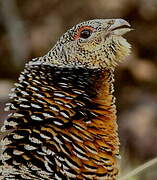 Western Capercaillie