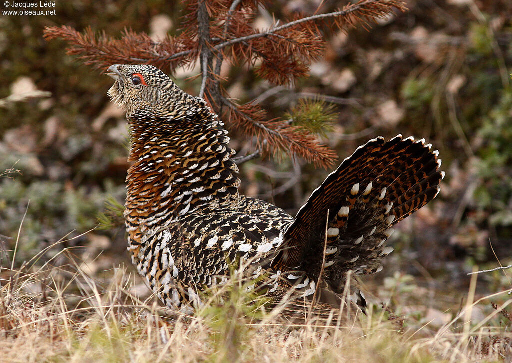 Western Capercaillie