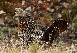 Western Capercaillie