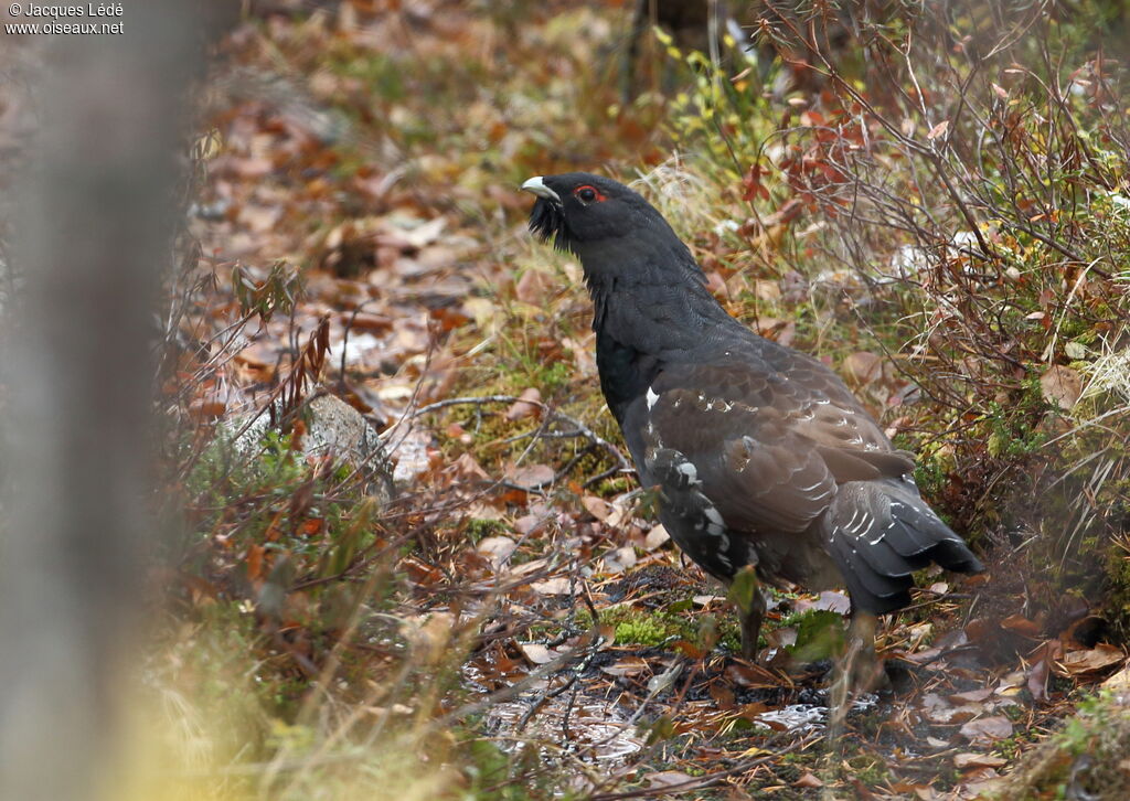 Western Capercaillie