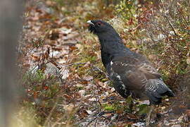 Western Capercaillie