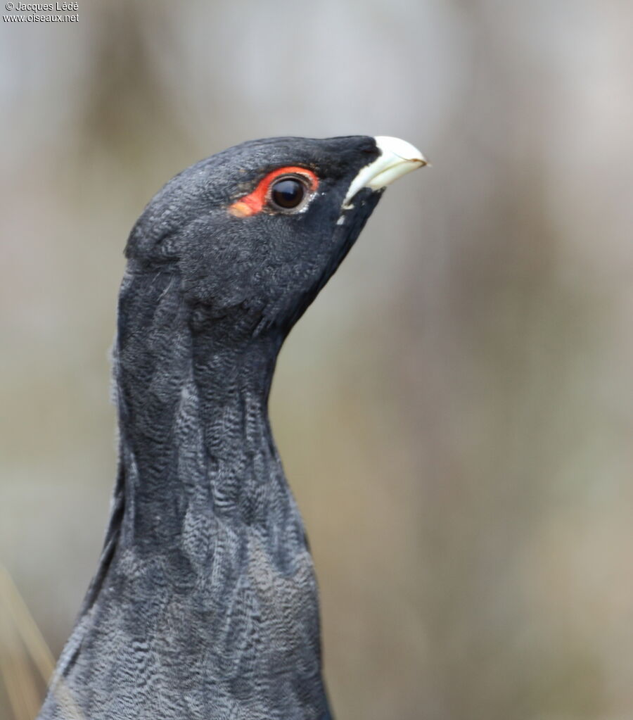 Western Capercaillie