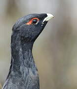 Western Capercaillie