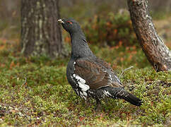 Western Capercaillie