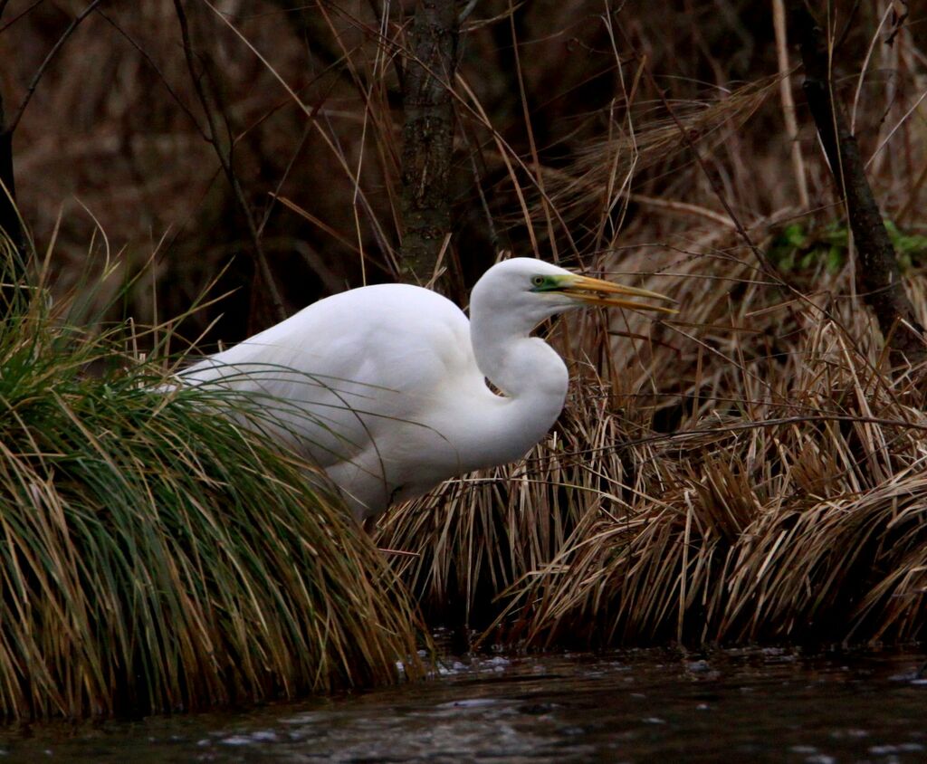 Grande Aigrette