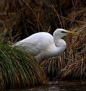 Great Egret