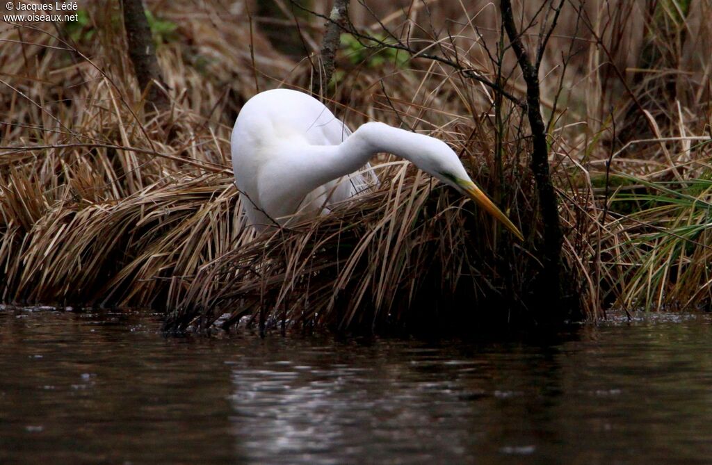 Grande Aigrette