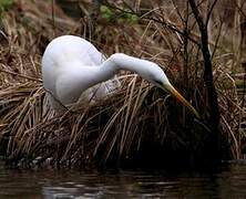 Great Egret