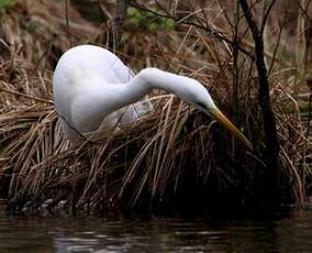 Grande Aigrette