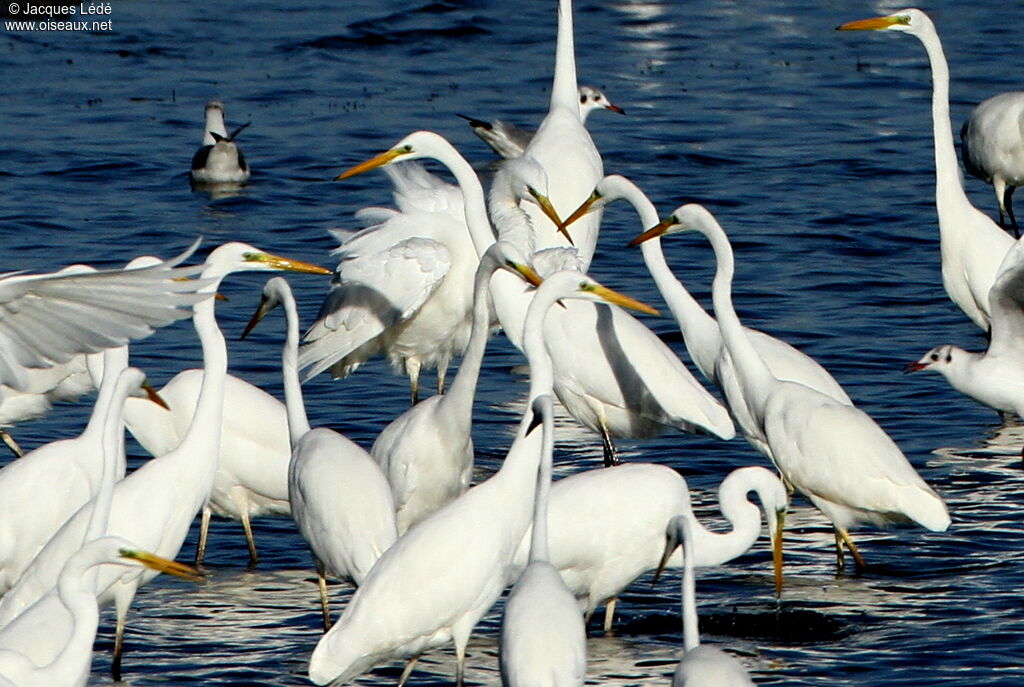 Grande Aigrette