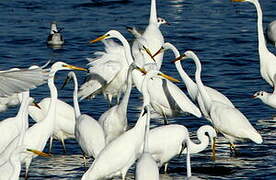 Grande Aigrette