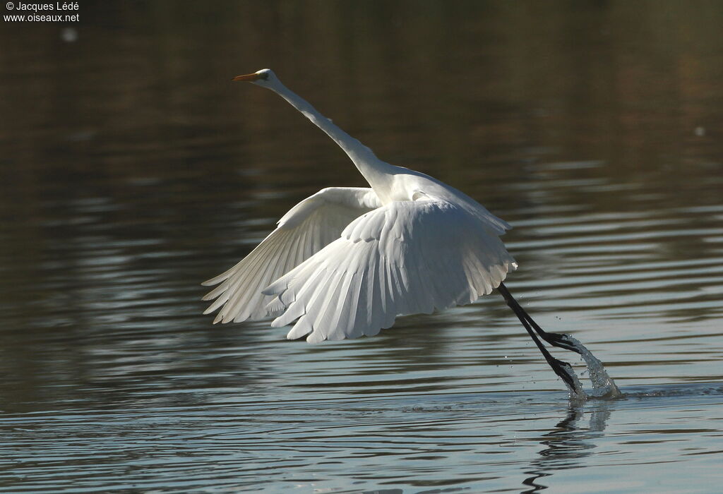 Grande Aigrette