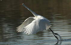 Grande Aigrette