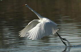 Great Egret