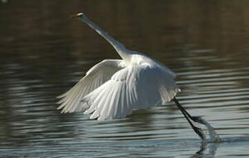 Grande Aigrette