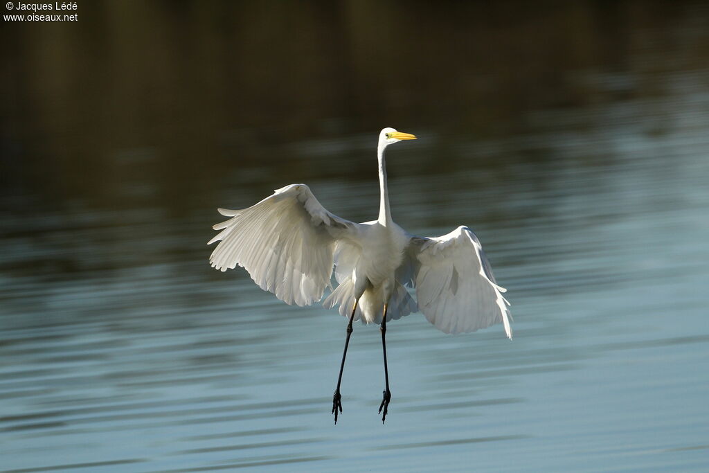 Grande Aigrette