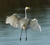 Grande Aigrette