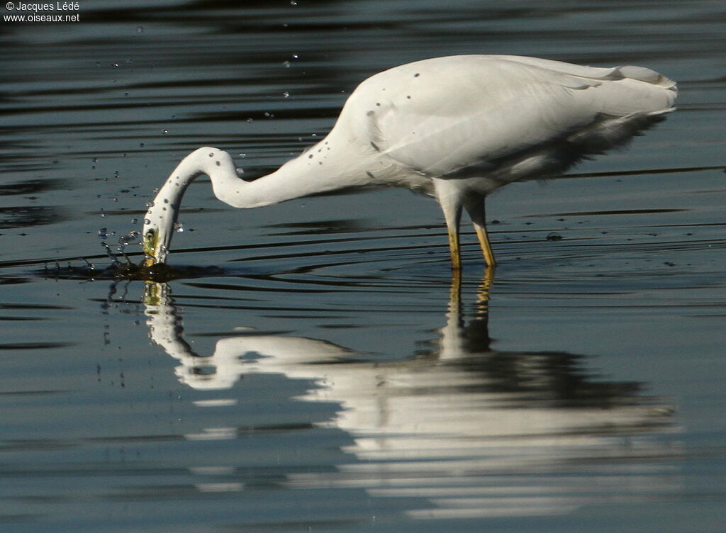 Grande Aigrette