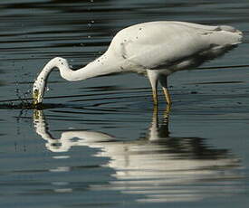 Grande Aigrette