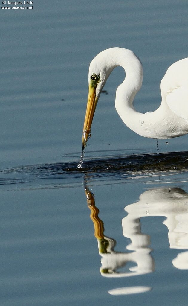 Grande Aigrette