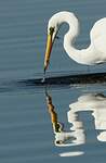 Grande Aigrette