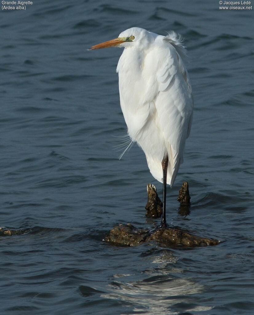 Grande Aigrette