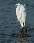 Grande Aigrette