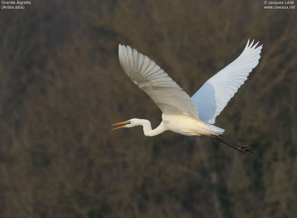 Grande Aigrette