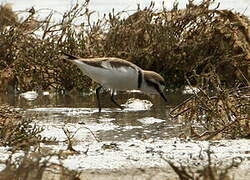 Kentish Plover