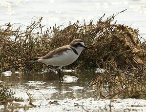 Gravelot à collier interrompu