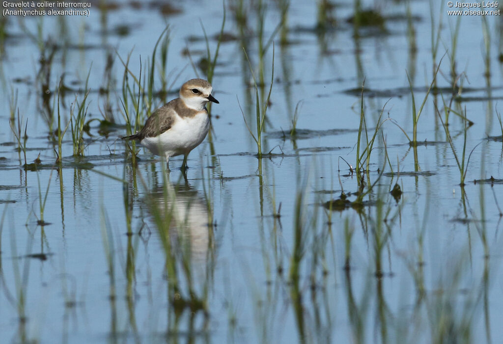 Kentish Plover