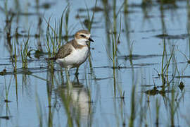 Kentish Plover