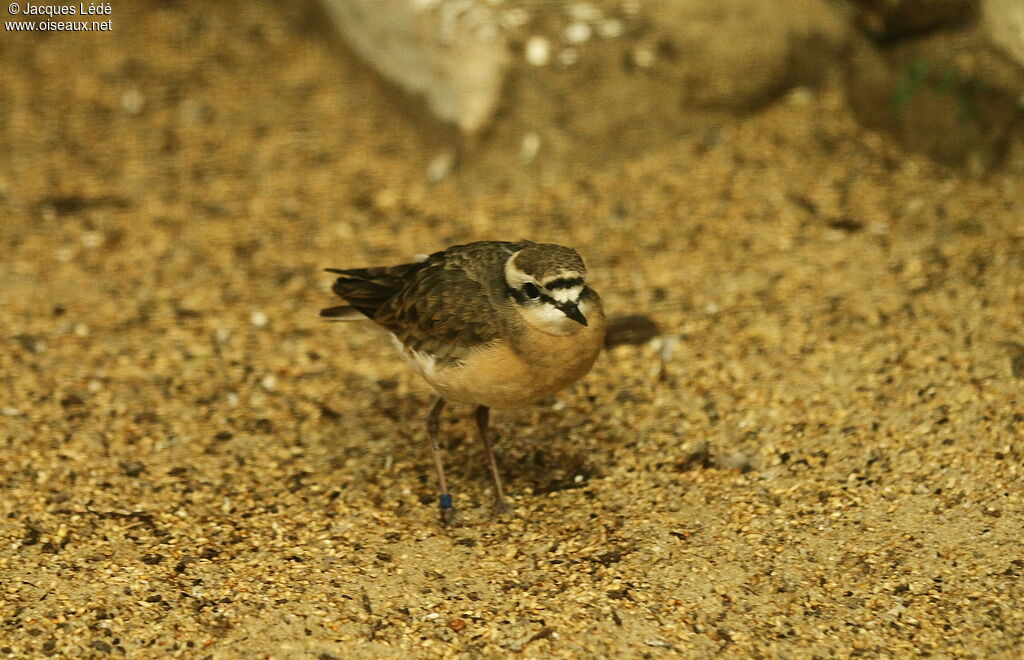 Kittlitz's Plover