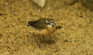 Kittlitz's Plover