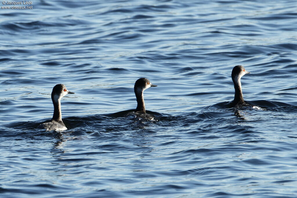 Black-necked Grebe