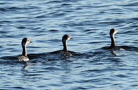 Black-necked Grebe