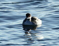 Black-necked Grebe