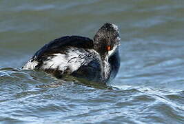 Black-necked Grebe