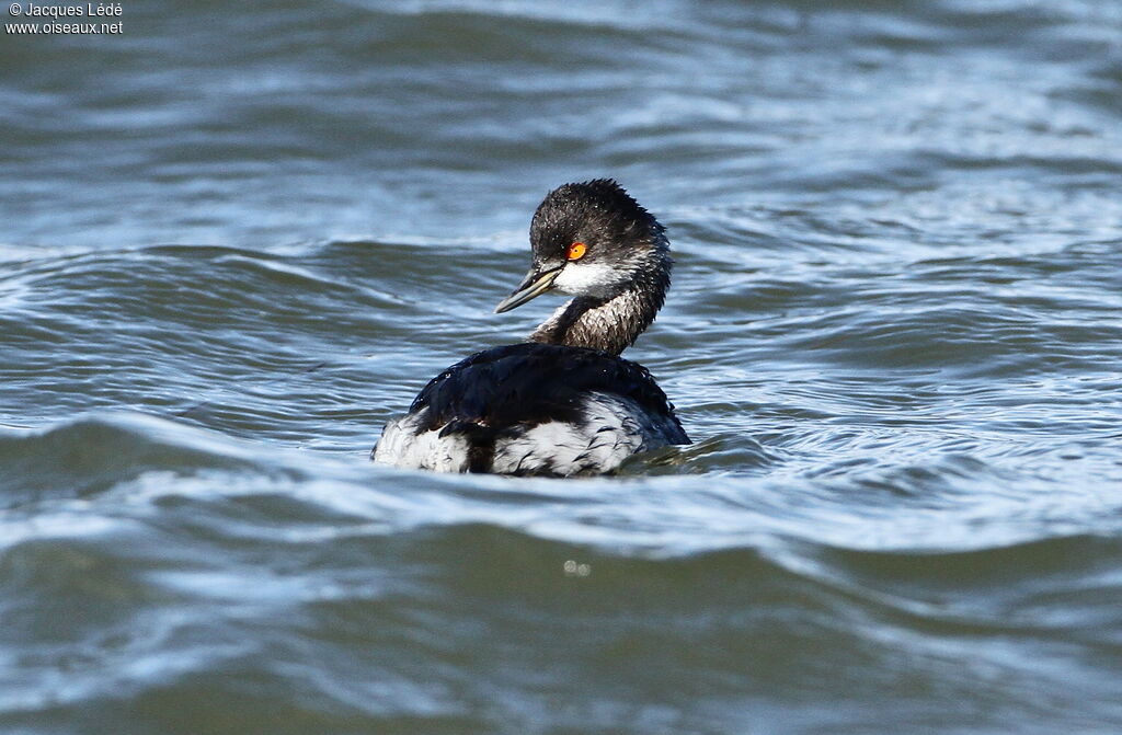 Black-necked Grebe