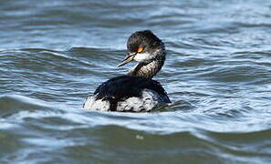 Black-necked Grebe