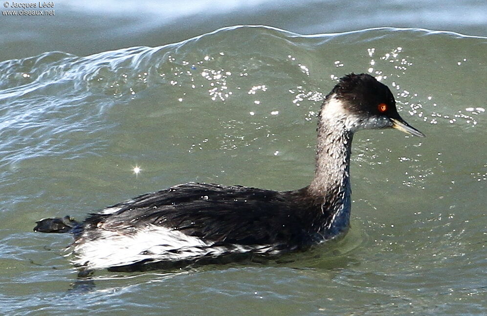 Black-necked Grebe