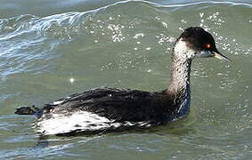 Black-necked Grebe