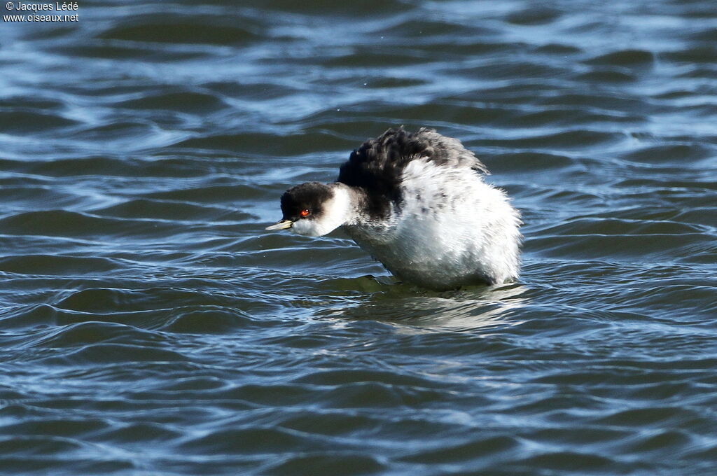 Black-necked Grebe