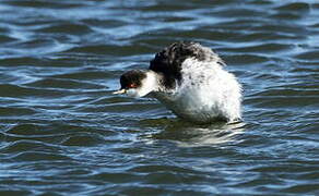 Black-necked Grebe