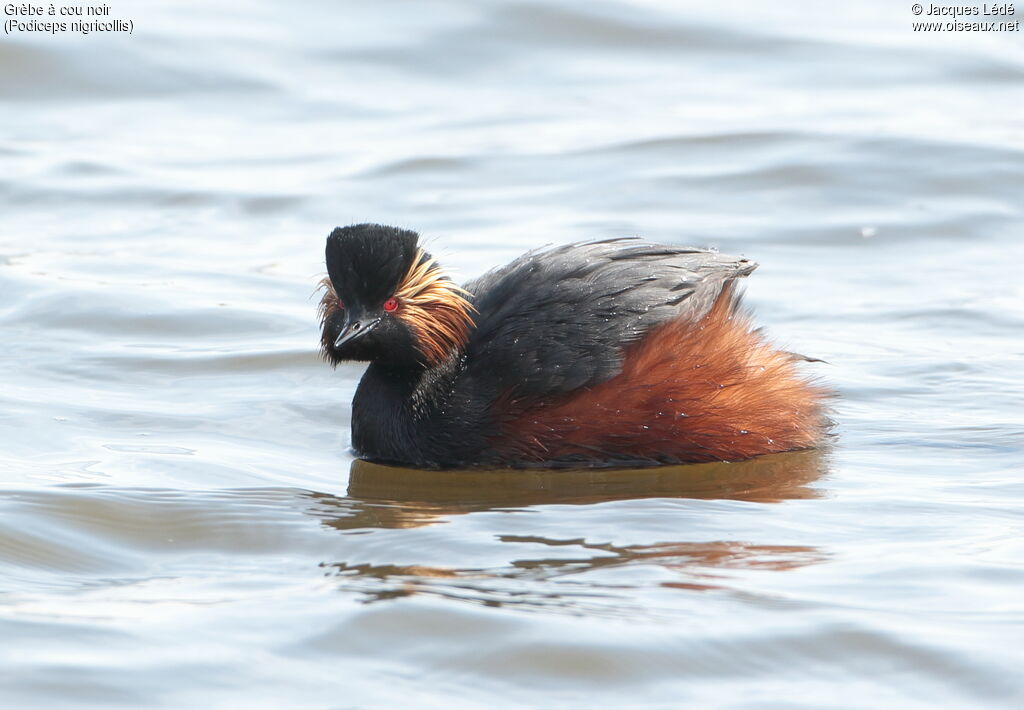 Black-necked Grebe