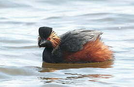 Black-necked Grebe