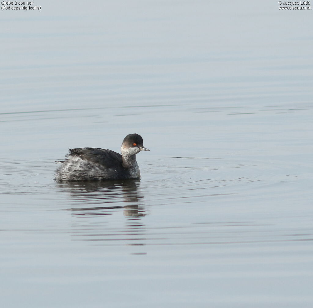 Black-necked Grebe