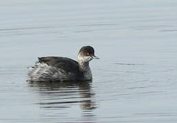 Black-necked Grebe